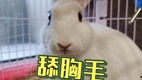 抖音网红猫儿吃瓜,萌态十足引网友爆笑