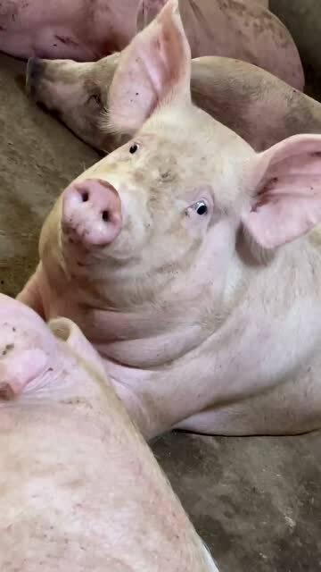 小胖猪是谁爆料的视频,揭秘视频背后的惊人真相 第1张 小胖猪是谁爆料的视频,揭秘视频背后的惊人真相 第1张