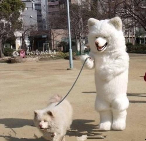 济南骑狗大队爆料视频曝光,视频揭露惊人一幕  第1张